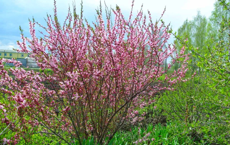 Миндаль Ледебура кустарник