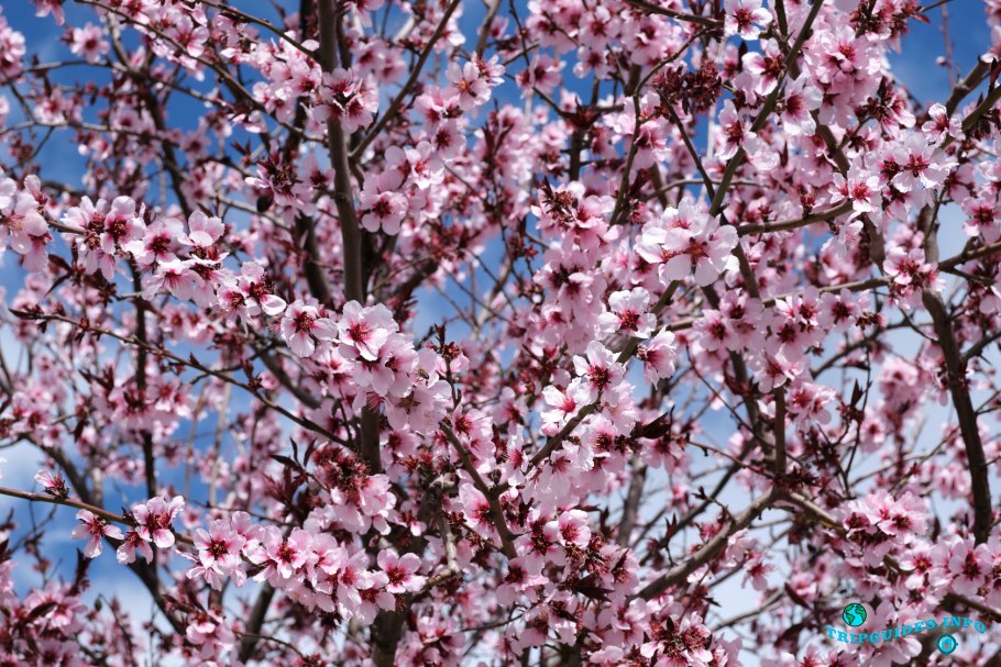 Миндаль черешковый дерево