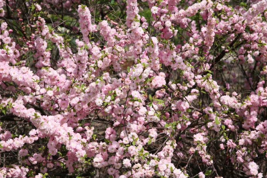 Миндаль трехлопастной prunus triloba
