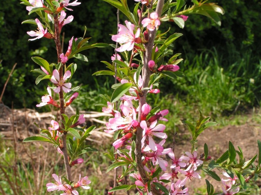 Китайский миндаль фото