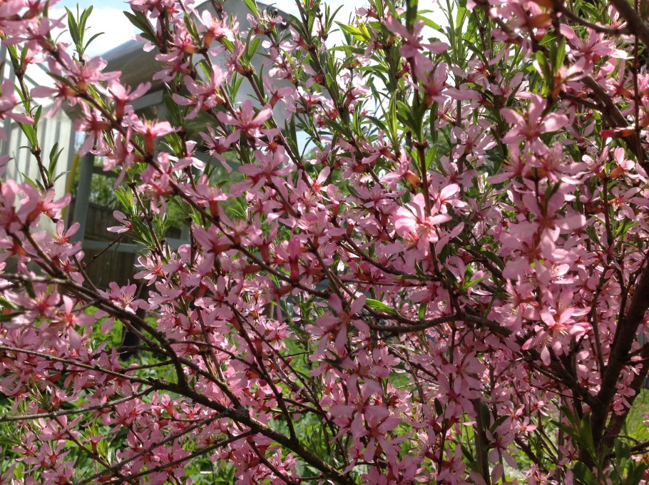 Миндаль декоративный кустарник