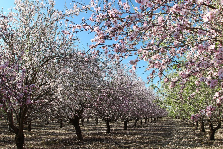 Цветение миндаля