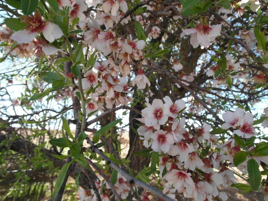 Amygdalus pedunculata