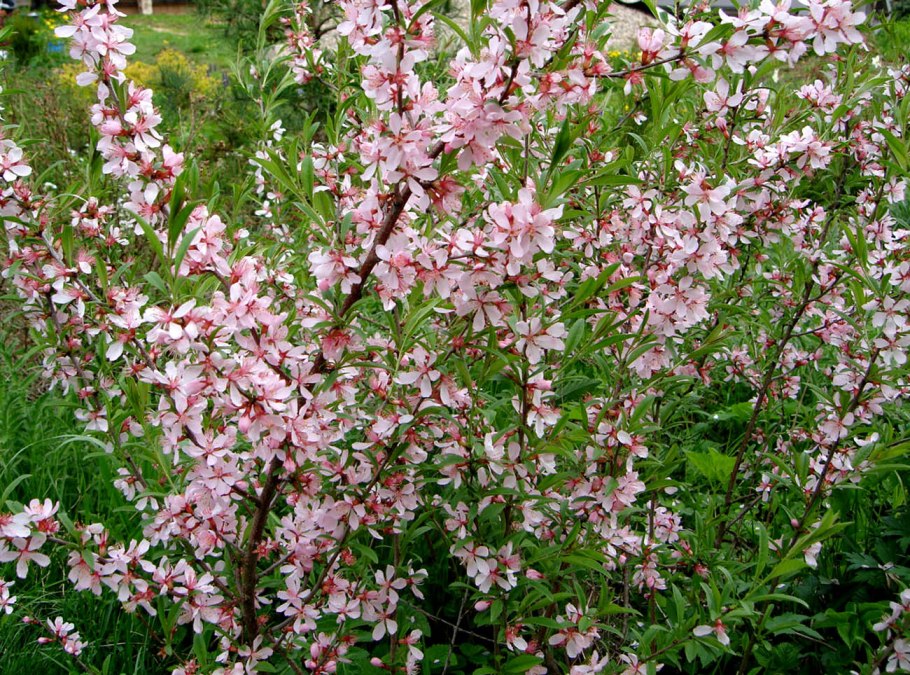 Миндаль бобовник куст