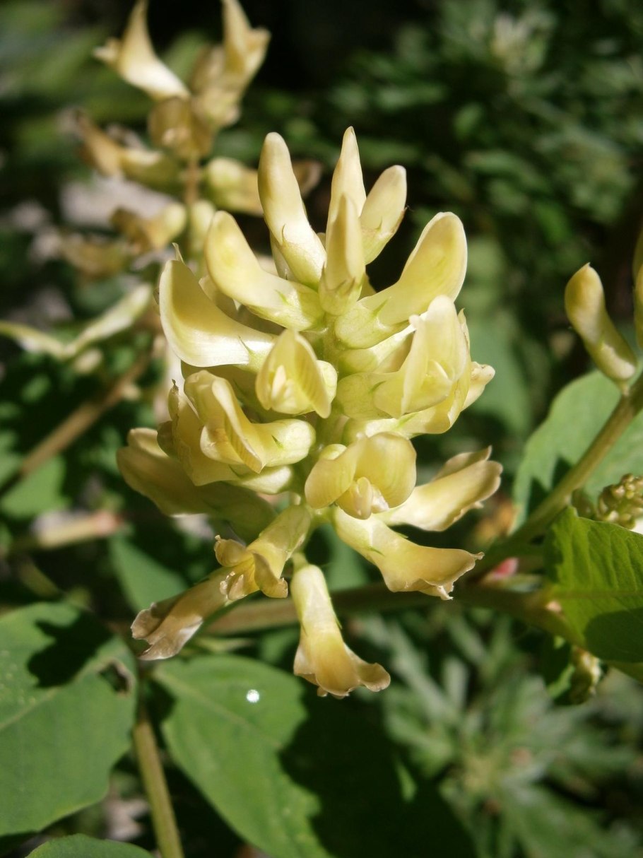 Astragalus glycyphyllos l.