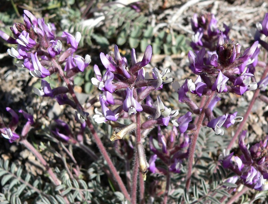 Astragalus Eximius