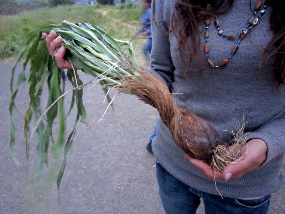Chlorogalum pomeridianum