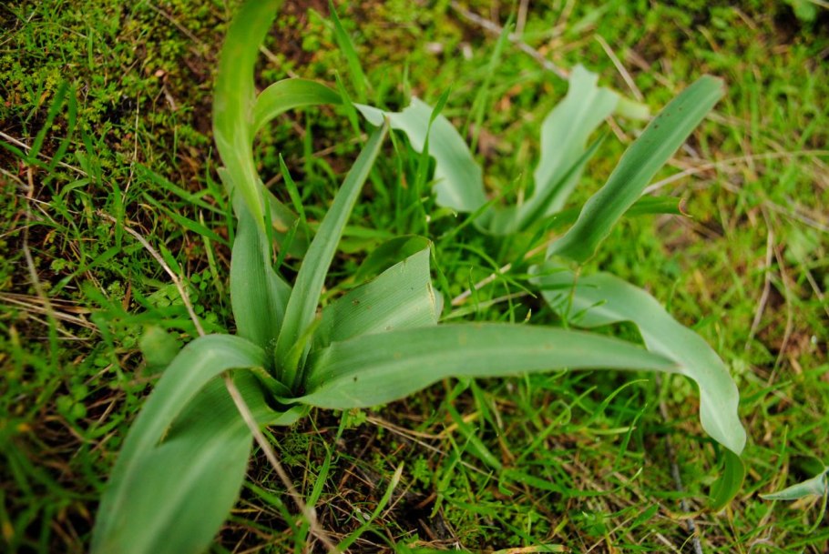 Chlorogalum pomeridianum
