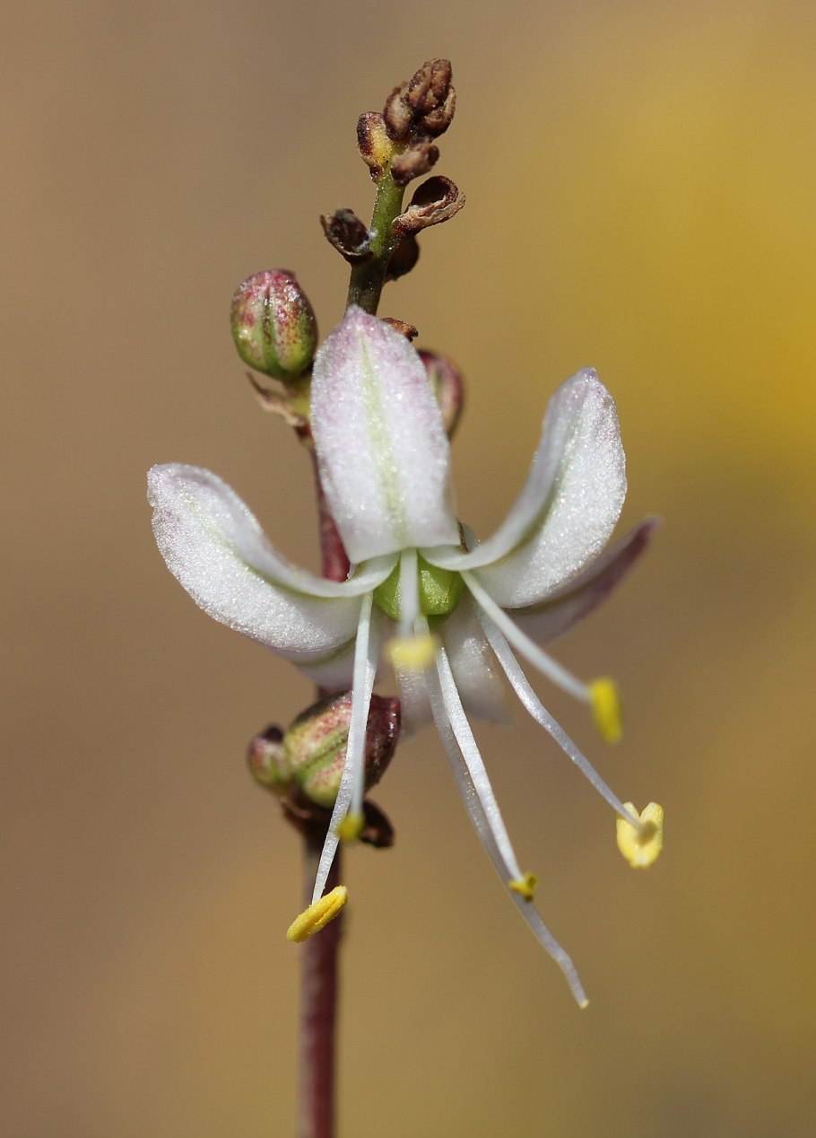 Хлорогалум Послеполуденный