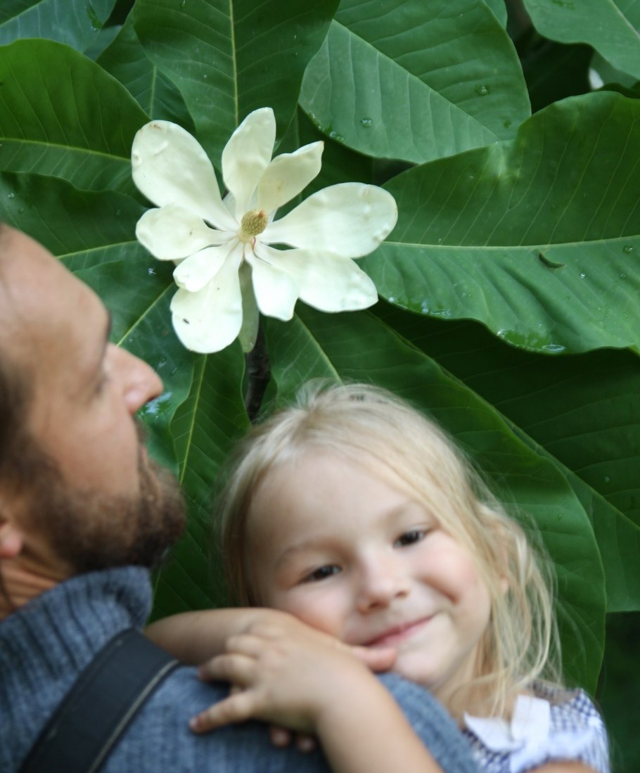 Штамбовые розы плетистые