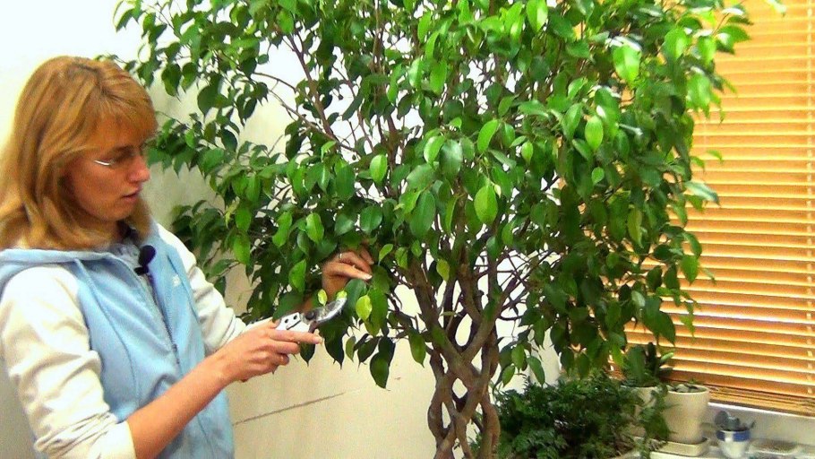 Цветы флористика