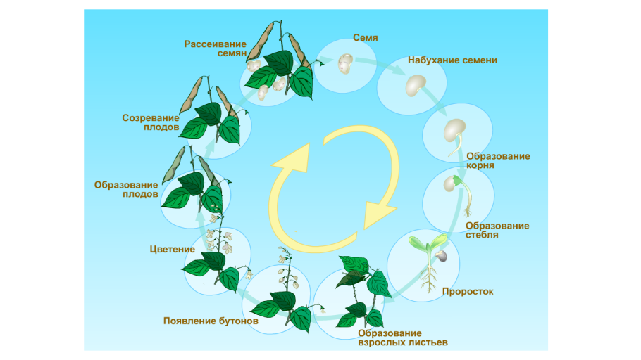 Гинура Цветущая