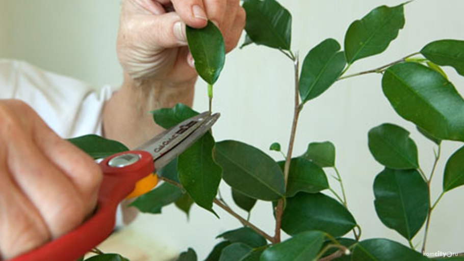 Плющ опора шар