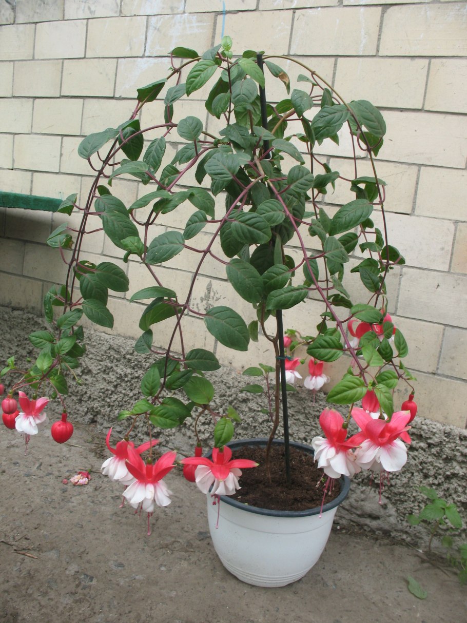 Фикус каучуконосный подщипывать