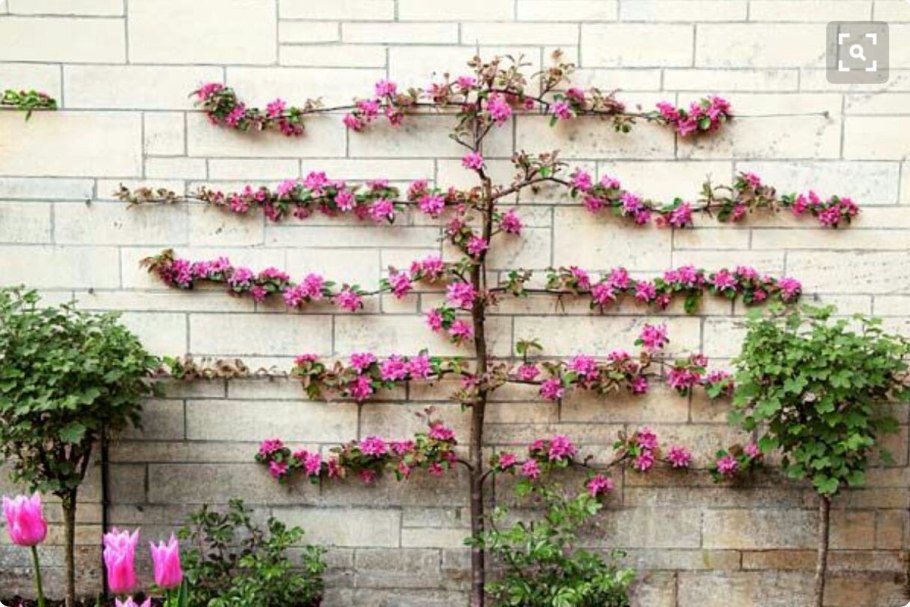 История возникновения фракталов