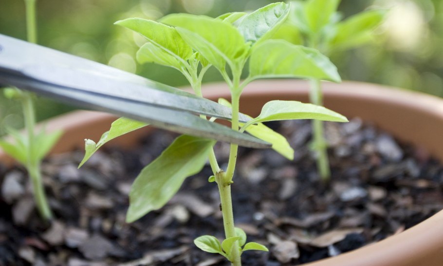 Размножение картофеля клубнями