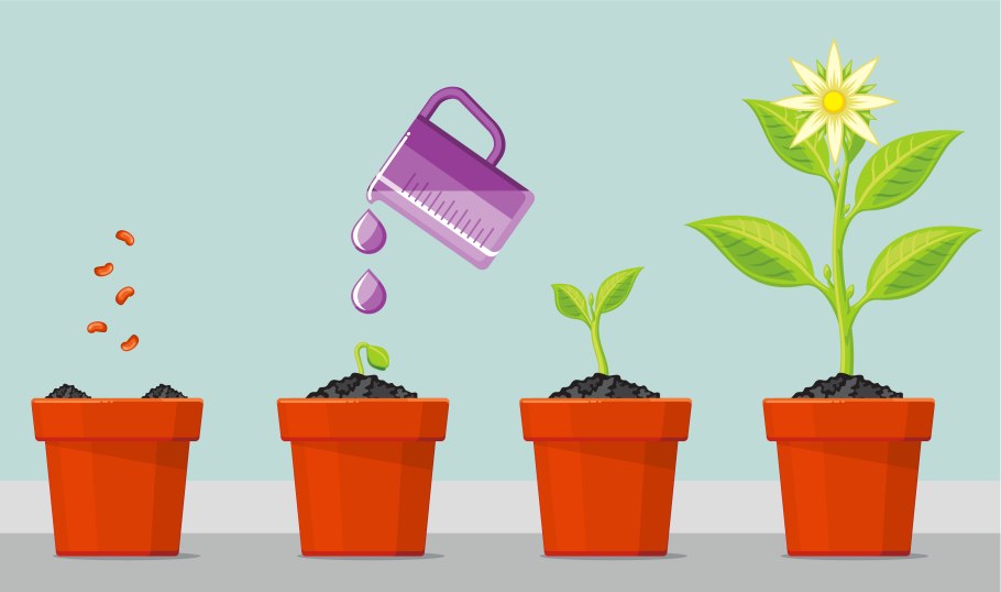 Этапы роста цветка