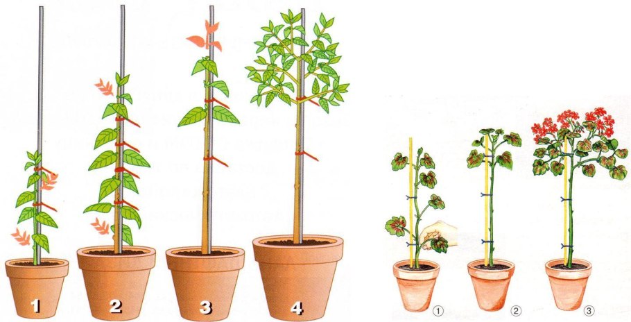 Огурцы пасынкование и прищипывание