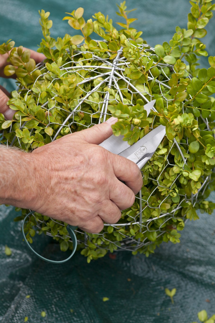 Проросток рассада Ортон