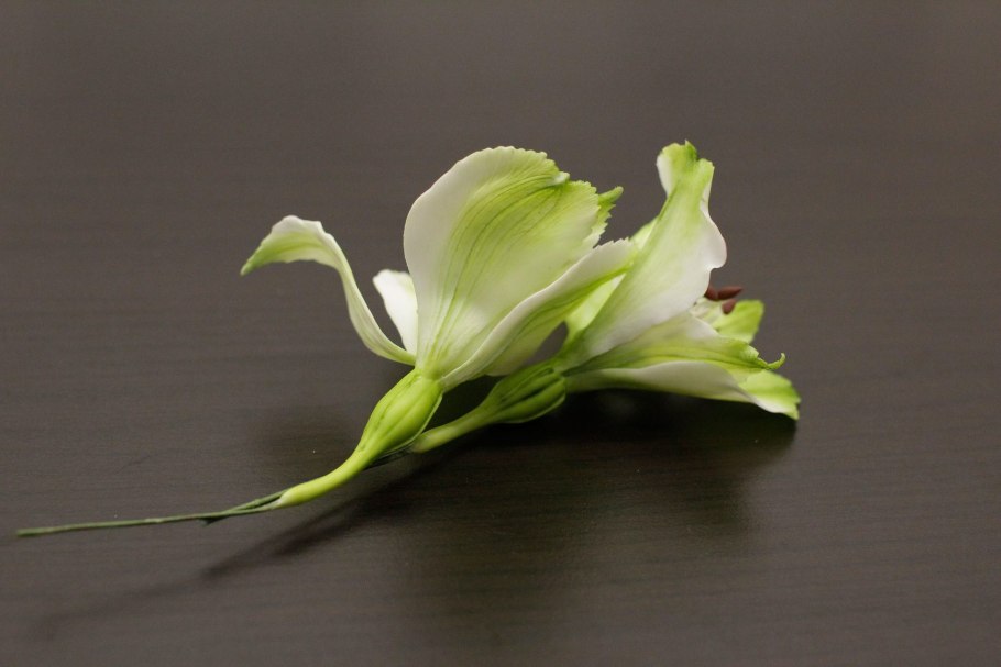 Гиппеаструм бутон