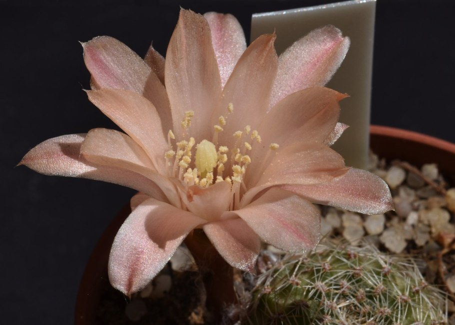 Rebutia pygmaea EOS WR 333
