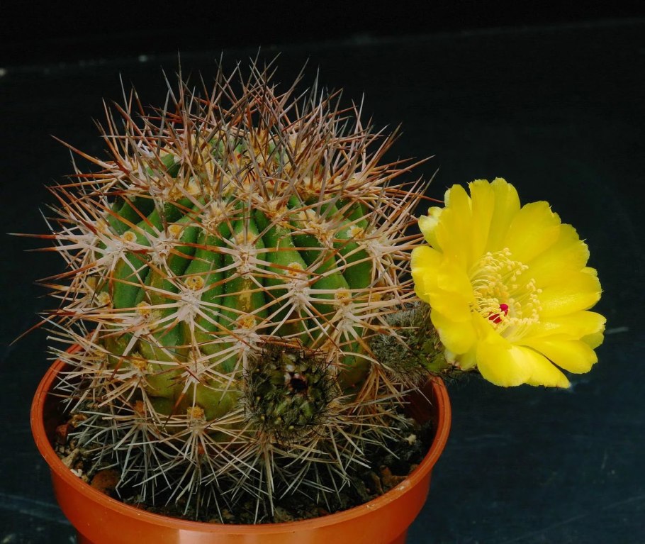 Acanthocalycium violaceum