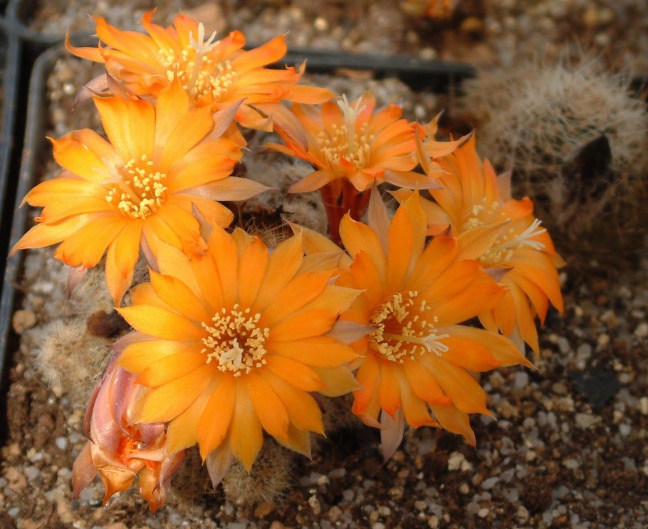 Sulcorebutia atrospinosa