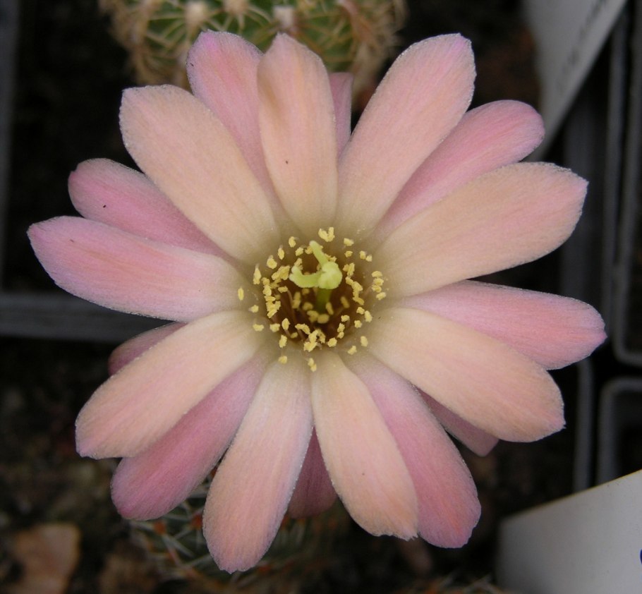 PV контроллер заряда ls1024rp