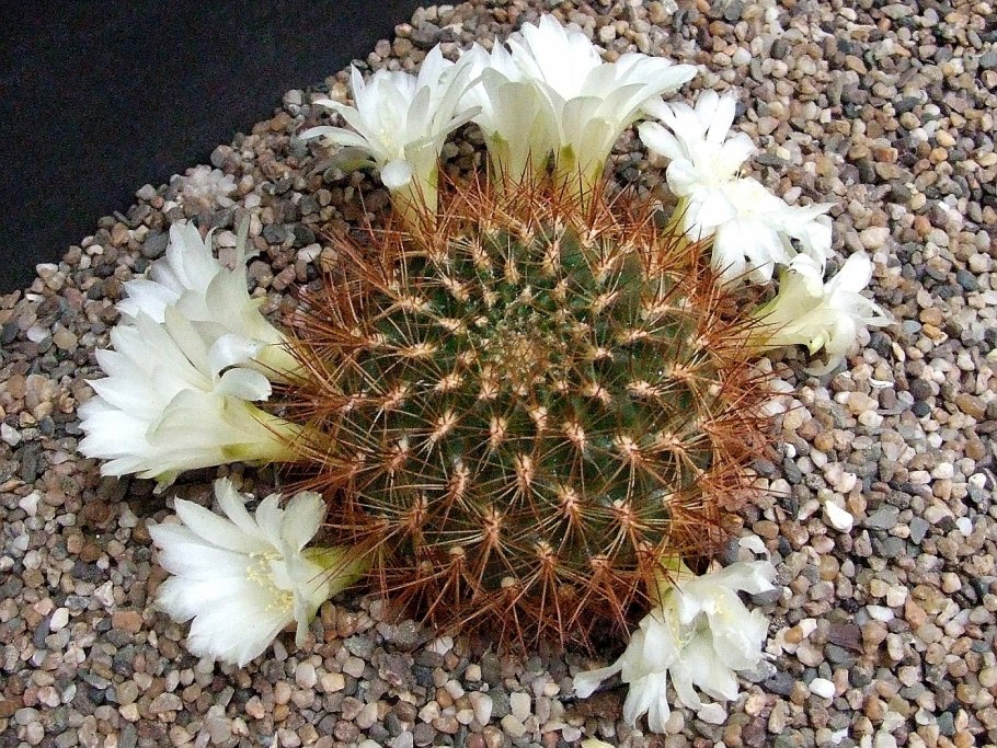 Rebutia pygmaea haagei