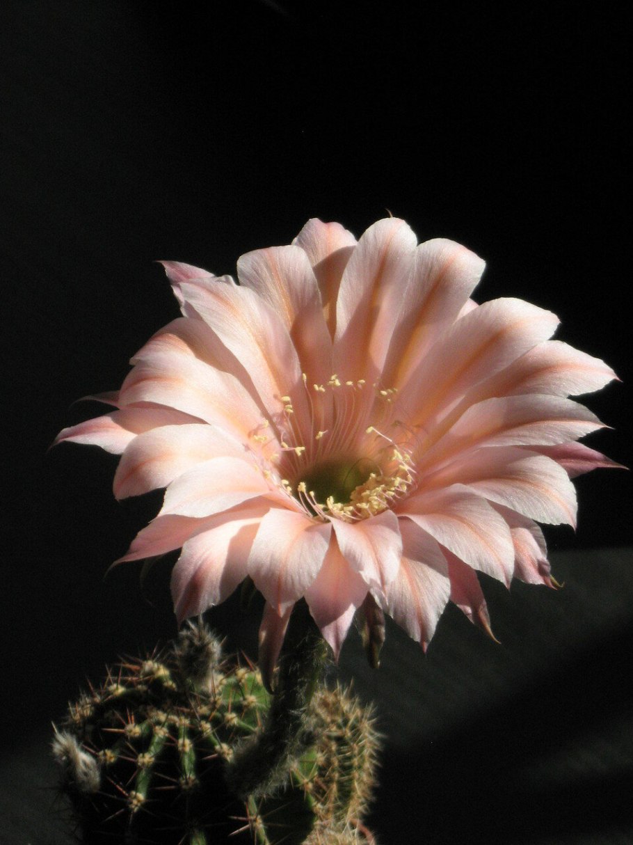 Acantholobivia plominiana