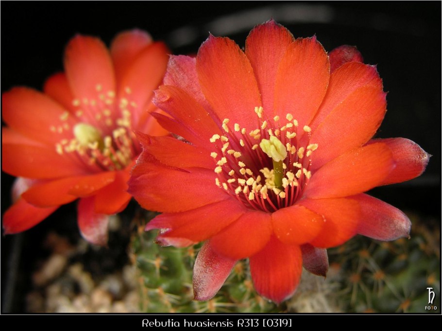 Rebutia huasiensis WR 313