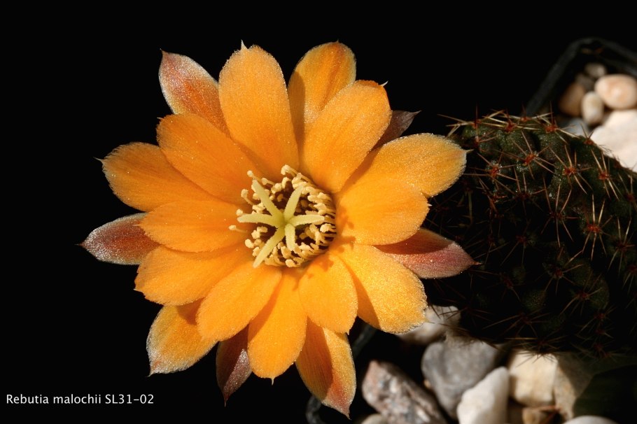 Эми Андерсон гиф