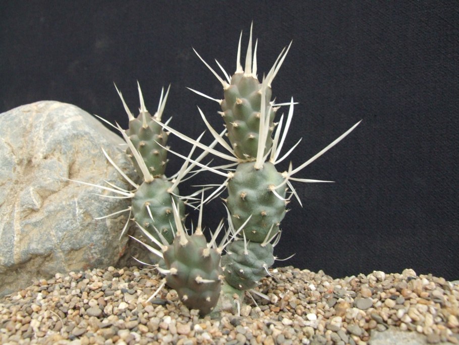 Tephrocactus papyracanthus