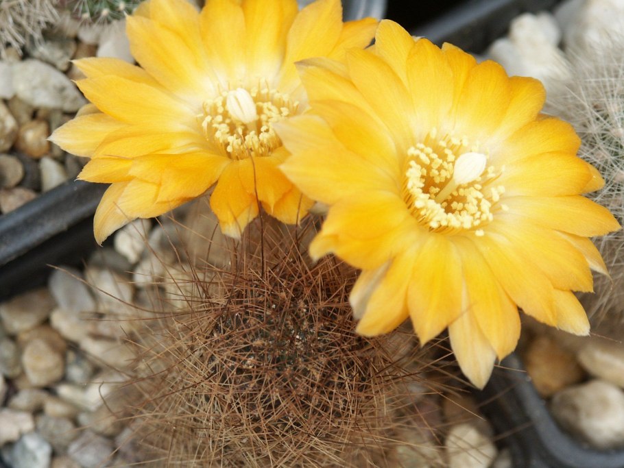 Mediolobivia malochii