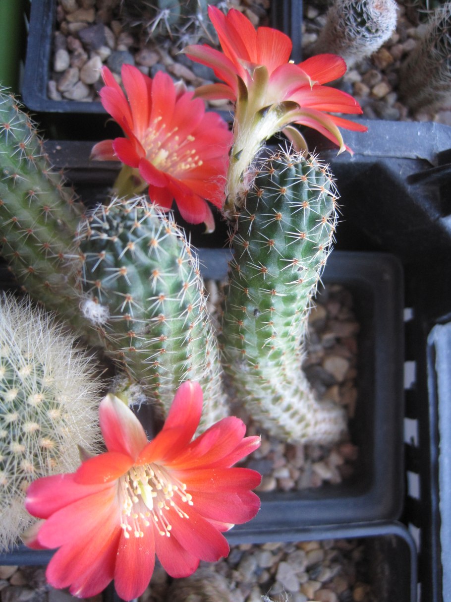 Rebutia malochii