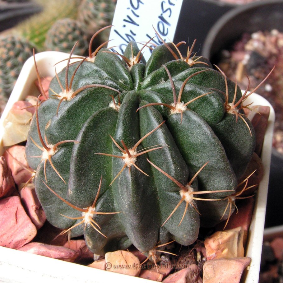 Lobivia akersii