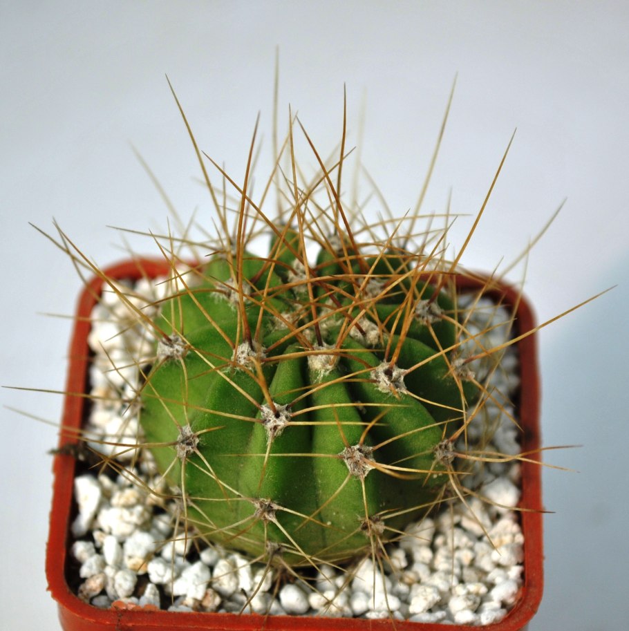 Mediolobivia pygmaea haagei v. pallida WR 645