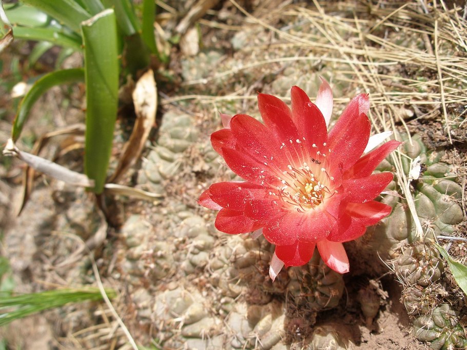 Acantholobivia incuiensis