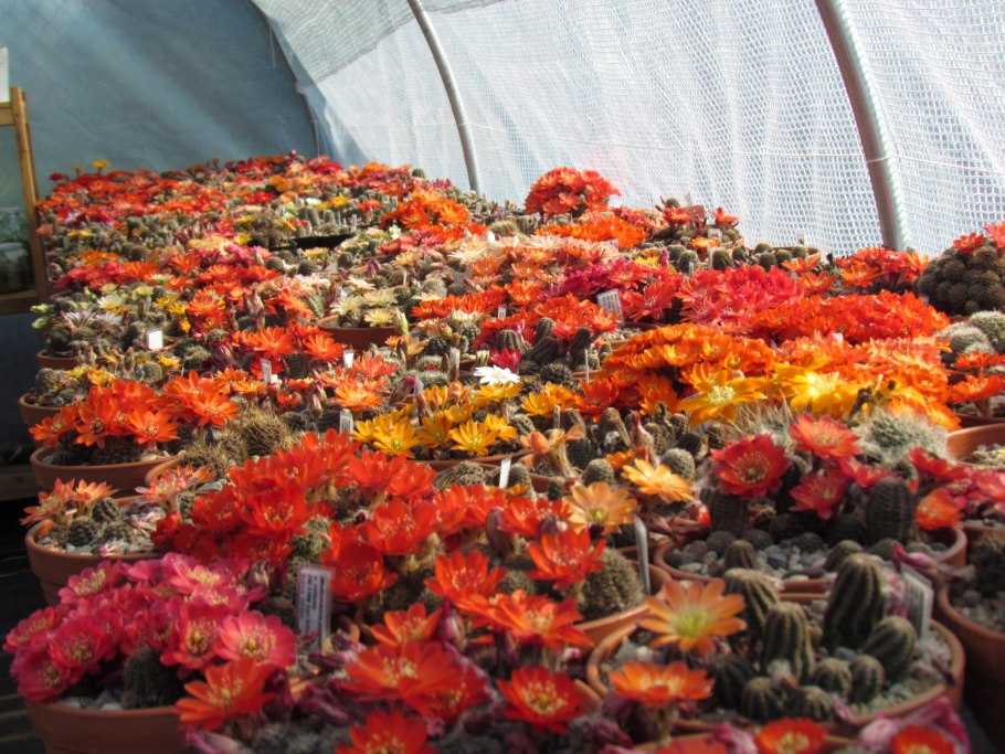 Утюг Rowenta dw5210f1