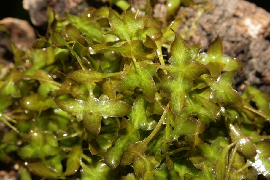 Ряска трехраздельная