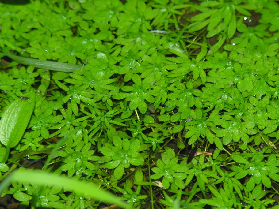 Ряска трехдольная растение
