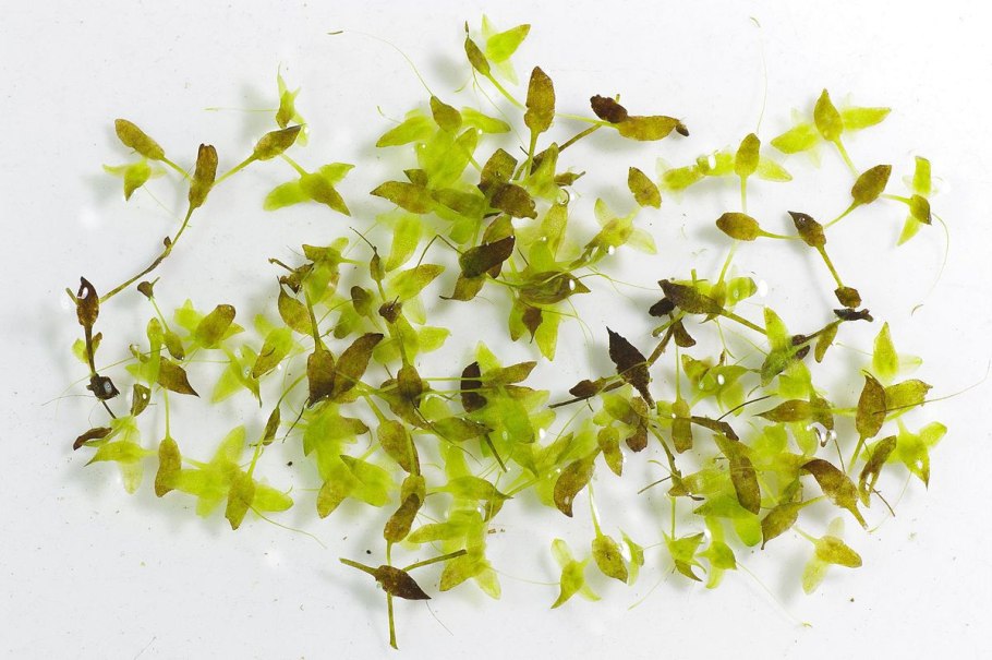Ряска трехдольная(Lemna trisulca)