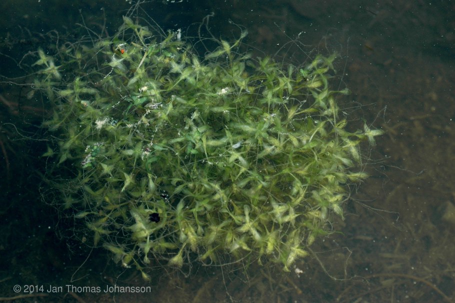 Ряска тройчатая