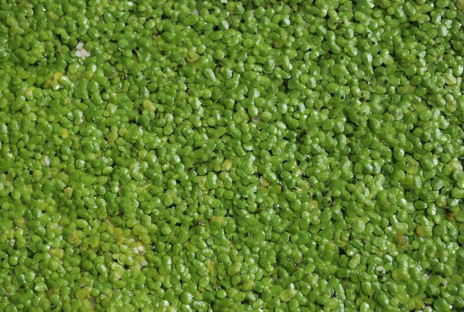 Плавучая Ряска Вольфия Архыза