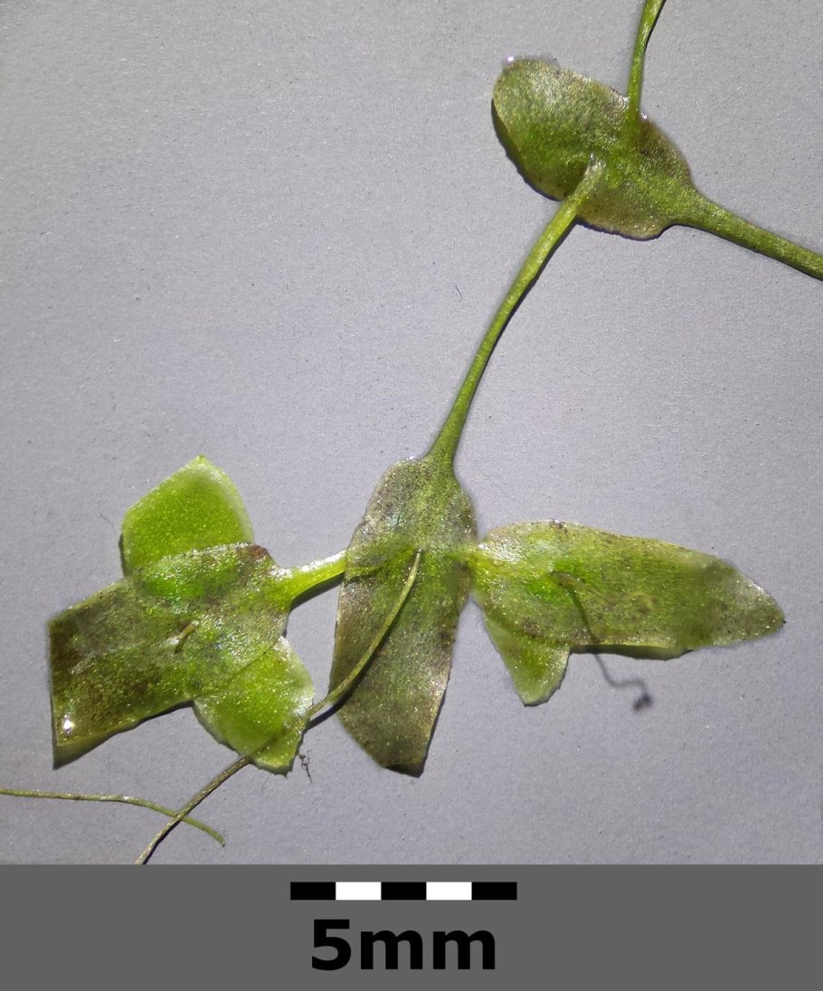 Ряска малая Lemna Minor