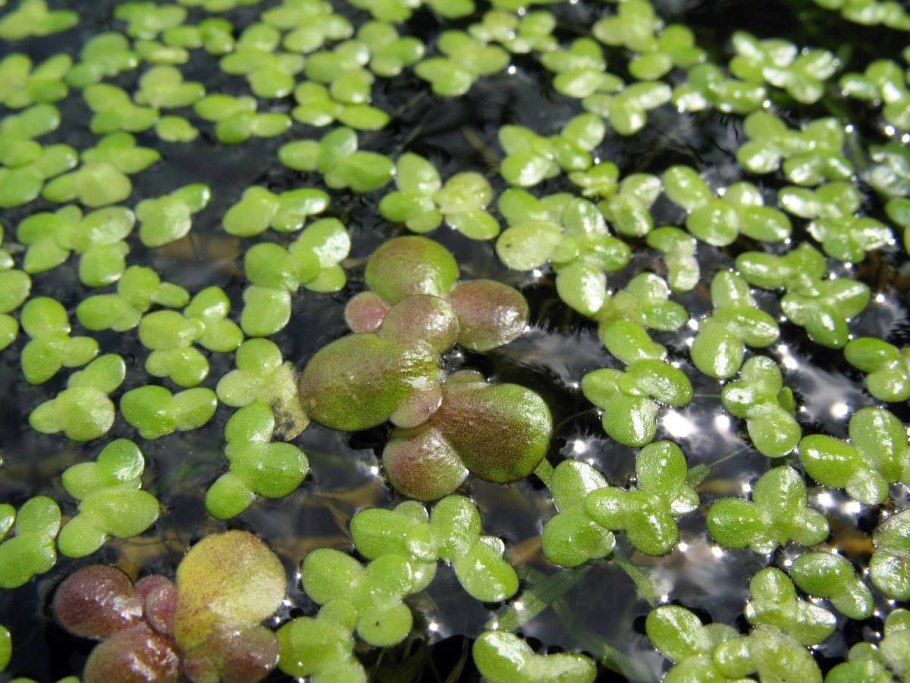 Ряска горбатая