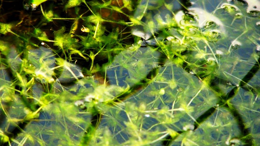 Ряска тройчатая фото