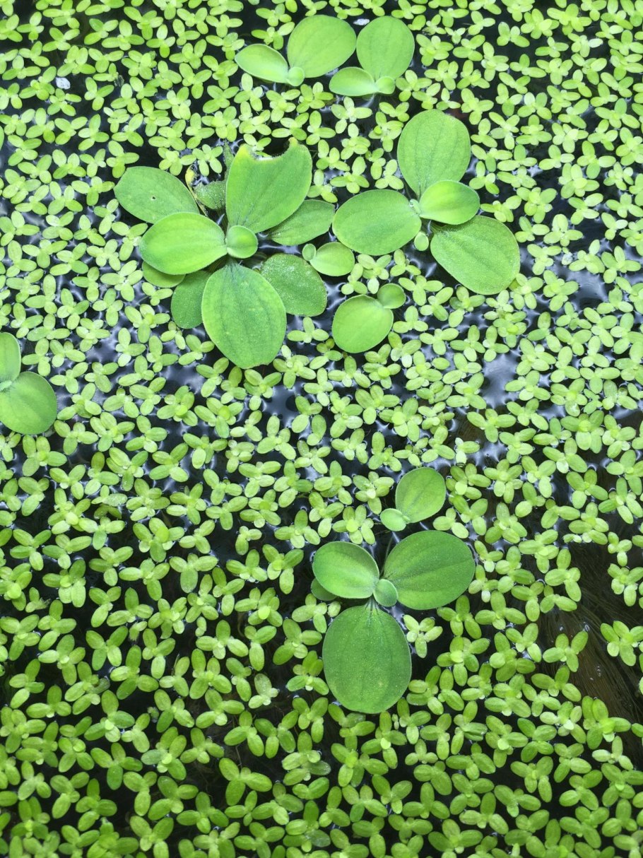 Болотная ряска