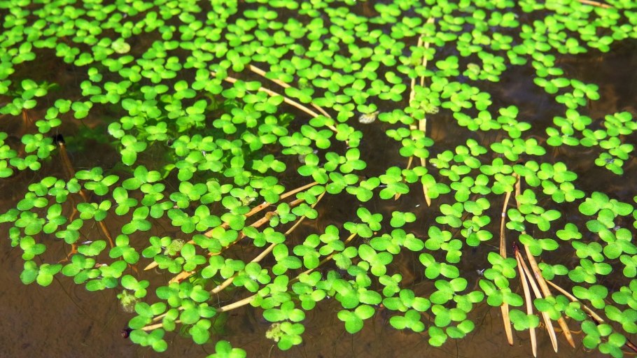 Биотестирование Ряска