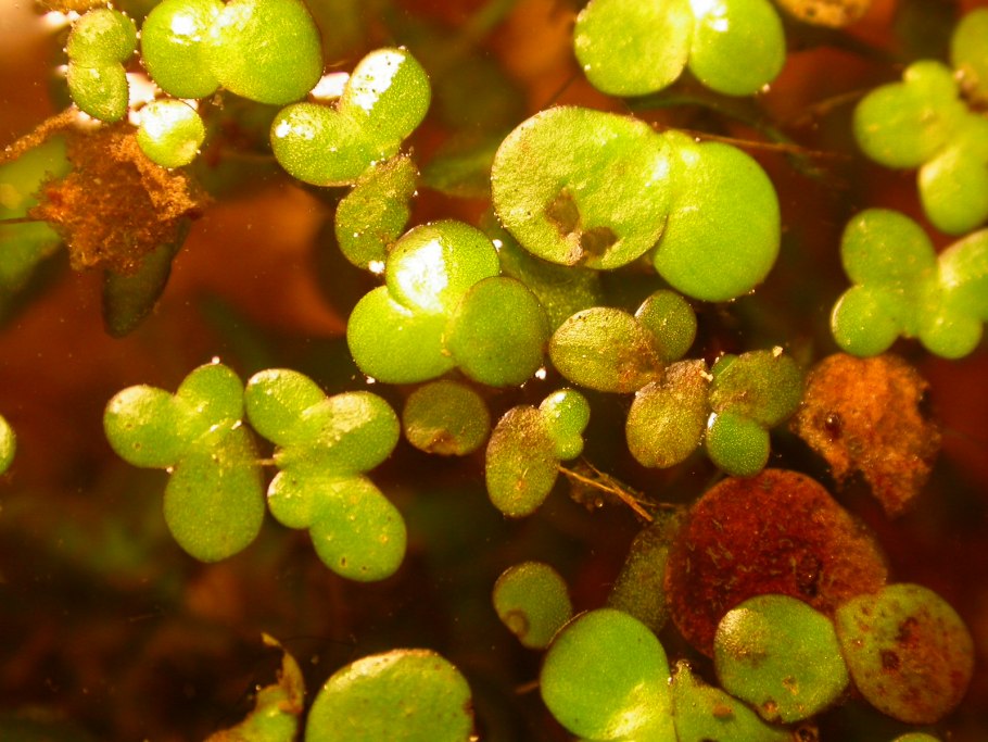 Водокрас Лягушачий